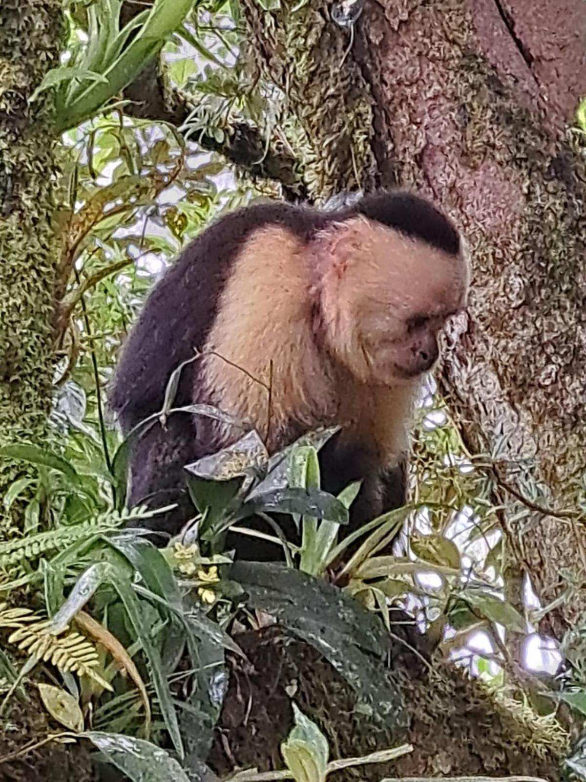 Monteverde Casa Mia, Near Main Attractions And Town! Esterno foto